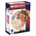 Tedco Toys 4D Human Anatomy Female Reproductive System TE564420